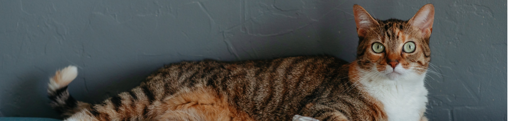 Cat_Website Banner_1680x400 - 5 Cat_Website Banner_1680x400 - 5